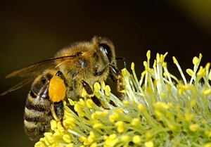 abeille-SOLENAT