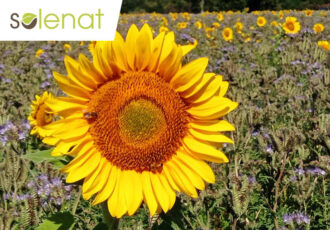 Visuel-Actu-home-SOLENAT-854x582px